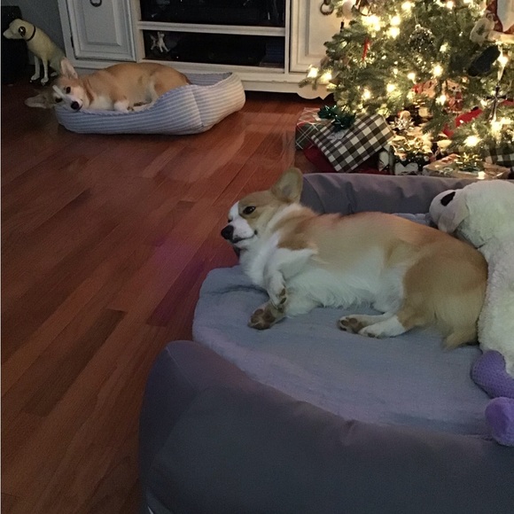 Meet your Posher, Hannah, Daisy, Rocky, Baxter(RIP) and Logan (RIP) - Picture 4 of 14